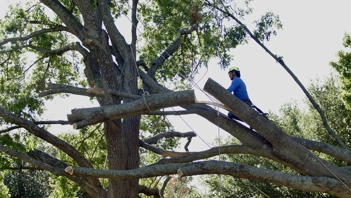 Professional Crown Thinning performed by certified arborists in Du Bois